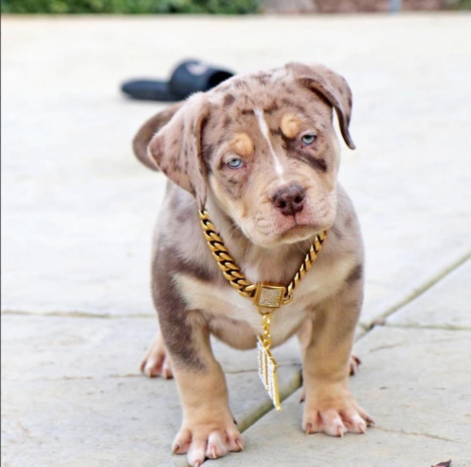 puppy pitbulls for sale near me​